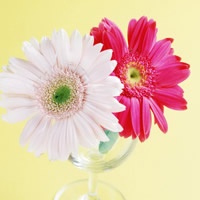 天津小吃豆根糖 豆根糖做法→買購(gòu)APP