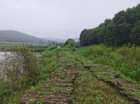 黑木耳优质品种及其种植、加工与销售商机解析