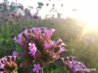 早餐這樣做5天不重樣，低脂低熱高蛋白，老人孩子都適合！