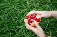 解惑系列：石榴籽到底能吃吗？这么多年都吃错了？