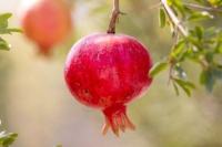 女人常吃石榴的好處遠(yuǎn)超你想象，養(yǎng)顏補(bǔ)氣血還能護(hù)血管穩(wěn)血糖！