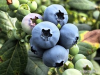 經(jīng)常吃藍(lán)莓對身體有啥影響？醫(yī)生：3好處不請自來，不懂吃太可惜！
