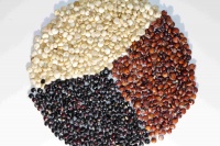 干掉內(nèi)臟脂肪的8個(gè)秘訣，快速瘦肚子