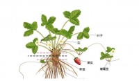【種草莓基礎(chǔ)知識學習】草莓生物學特性詳解（二）