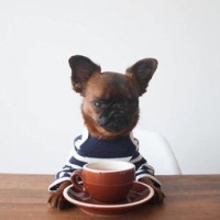 频繁更换狗粮，狗狗肠胃适应得了吗？