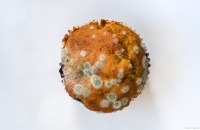 茶葉發(fā)霉：為什么不能喝？如何儲(chǔ)存和預(yù)防發(fā)霉？