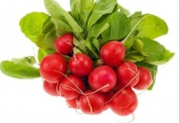 櫻桃蘿卜的功效與作用