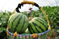 西瓜被稱為“降暑神器”，到底減肥還是長肉？別只知其一不知其二