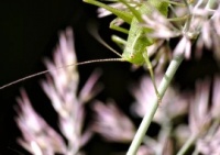 抗氧化劑的作用