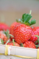 草莓：美味又營養(yǎng)的多功能水果