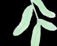 草莓輕食周：32 kcal的甜蜜減脂方案