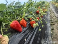 草莓被關(guān)注！調(diào)查發(fā)現(xiàn)：糖尿病患者吃草莓的話，不多久或有這4變化