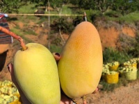 金煌芒脆：熱帶鮮果的脆感革命——高膳食纖維+低GI的天然健康零食新選擇