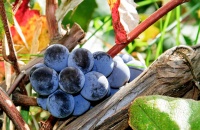 糖尿病患者是否可以食用葡萄？