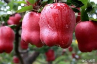 春節(jié)后吃什么水果減肥快