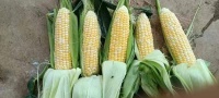 水果玉米的GI值是多少？權(quán)威測(cè)定：低升糖指數(shù)（GI=52），糖尿病人群可適量食用的優(yōu)質(zhì)粗糧型鮮食玉米
