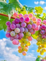 飯后水果吃不對(duì)，營(yíng)養(yǎng)全浪費(fèi)！超實(shí)用搭配與攝入量指南