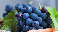 葡萄已經(jīng)上市！醫(yī)生研究發(fā)現(xiàn)：脂肪肝患者吃葡萄時，多注意這幾點