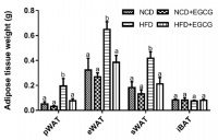 控制体重 茶成分机制