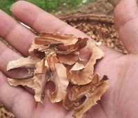 核桃分心木泡水喝：失眠、手腳冰涼、尿頻的天然“小藥箱”