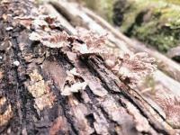 很多人泡分心木總沒(méi)效果，這幾個(gè)正確泡水方法別再用錯(cuò)！