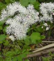 中医减肥方, 8个药方助你健康减肥