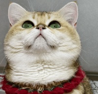 新手鏟屎官避雷指南：5 大貓糧認(rèn)知誤區(qū)，看完少走彎路