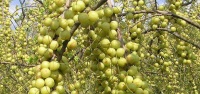 七彩果的功效与作用是什么？如何正确食用七彩果？