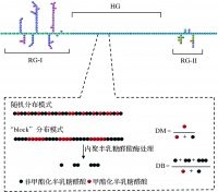 低酯果胶胶凝特性研究进展及应用