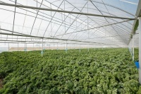持续升级自然健康原料 喜茶羽衣甘蓝实现零农残种植
