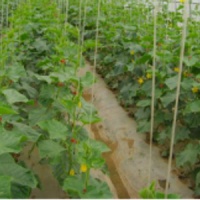 秋冬季节，设施黄瓜如何减肥增量？