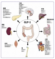 揭秘减重新药！新一代 GLP-1 到底「偏向」哪里？机制与疗效有何升级？