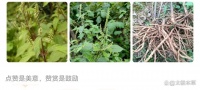 脚踝扭伤外敷参考方：鲜土牛膝用法分享