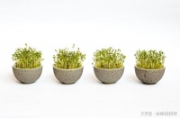今日水素：陽臺菜園，居家種出健康芽菜指南
