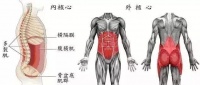 居家运动系列之“金箍棒”核心肌群锻炼！教你六大动作，健康易得